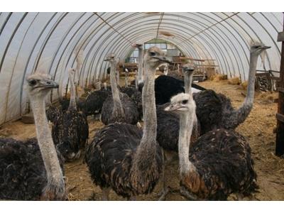 PŠTROSÍ FARMA Doubravice foto 4