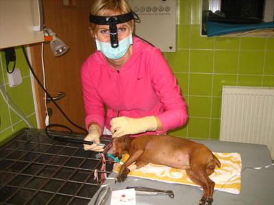 Veterinární ordinace Palackého foto 3