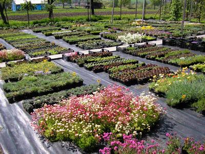 Trvalky Fryčovice foto 3