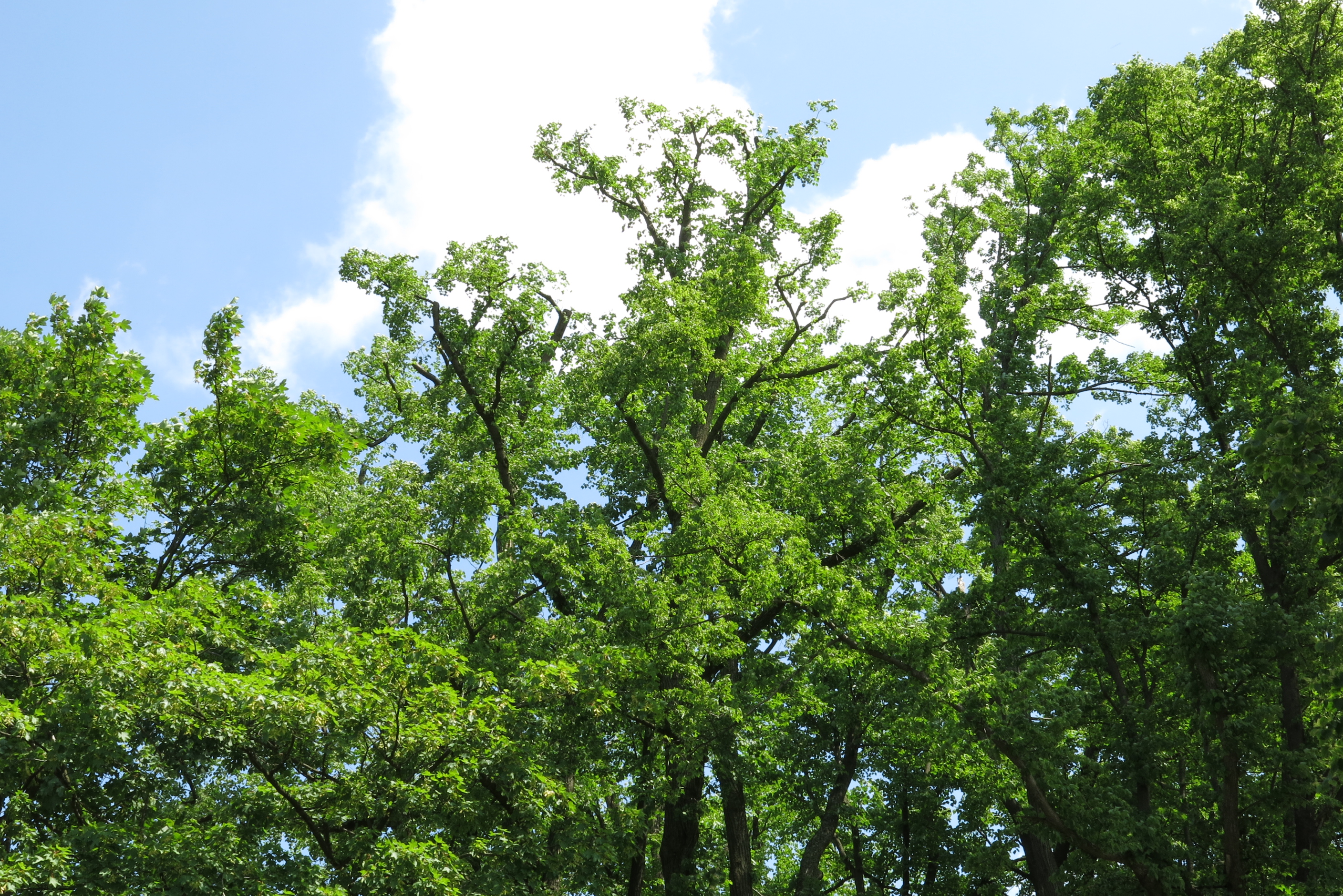 ARBORION, s.r.o. foto 2