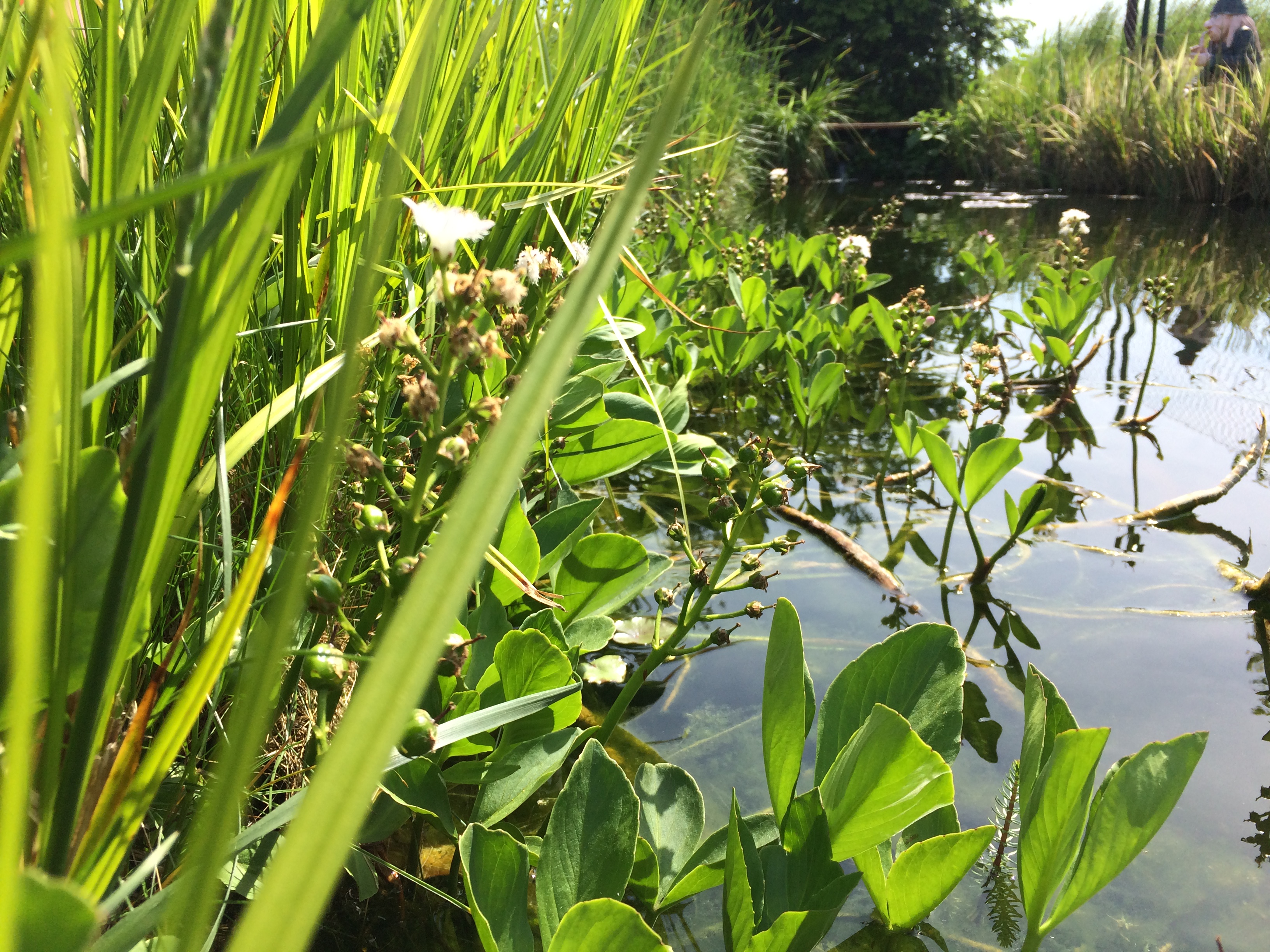 Balkonovajezirka.cz foto 4