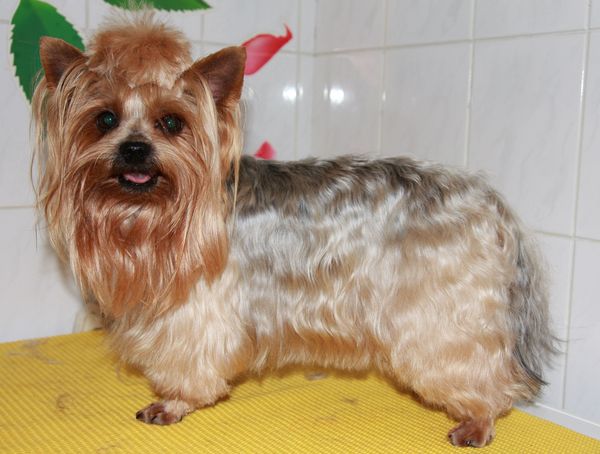 Happy Rex - Stříhání psů a koček Praha foto 3