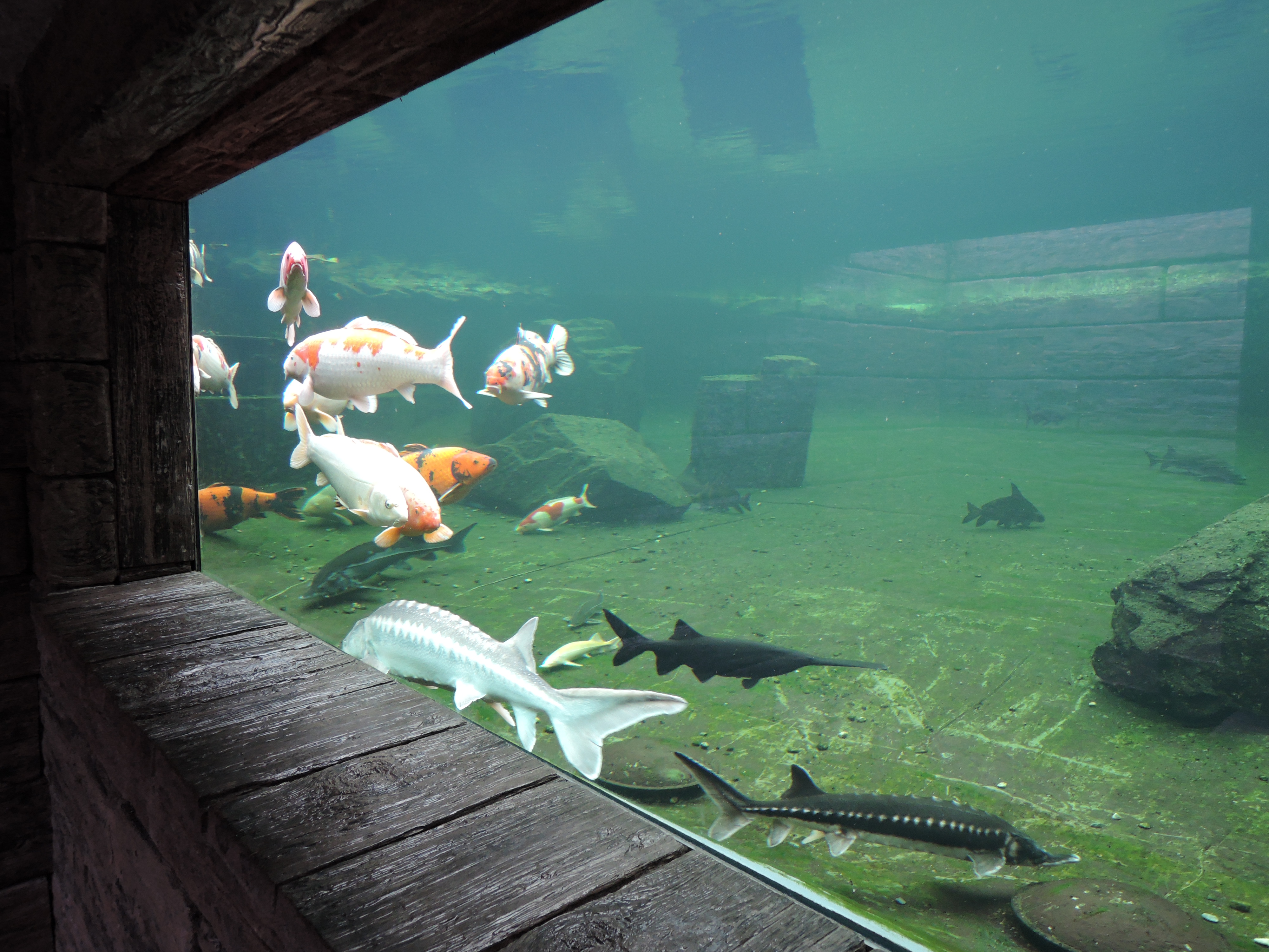 Jezírka Banat foto 5