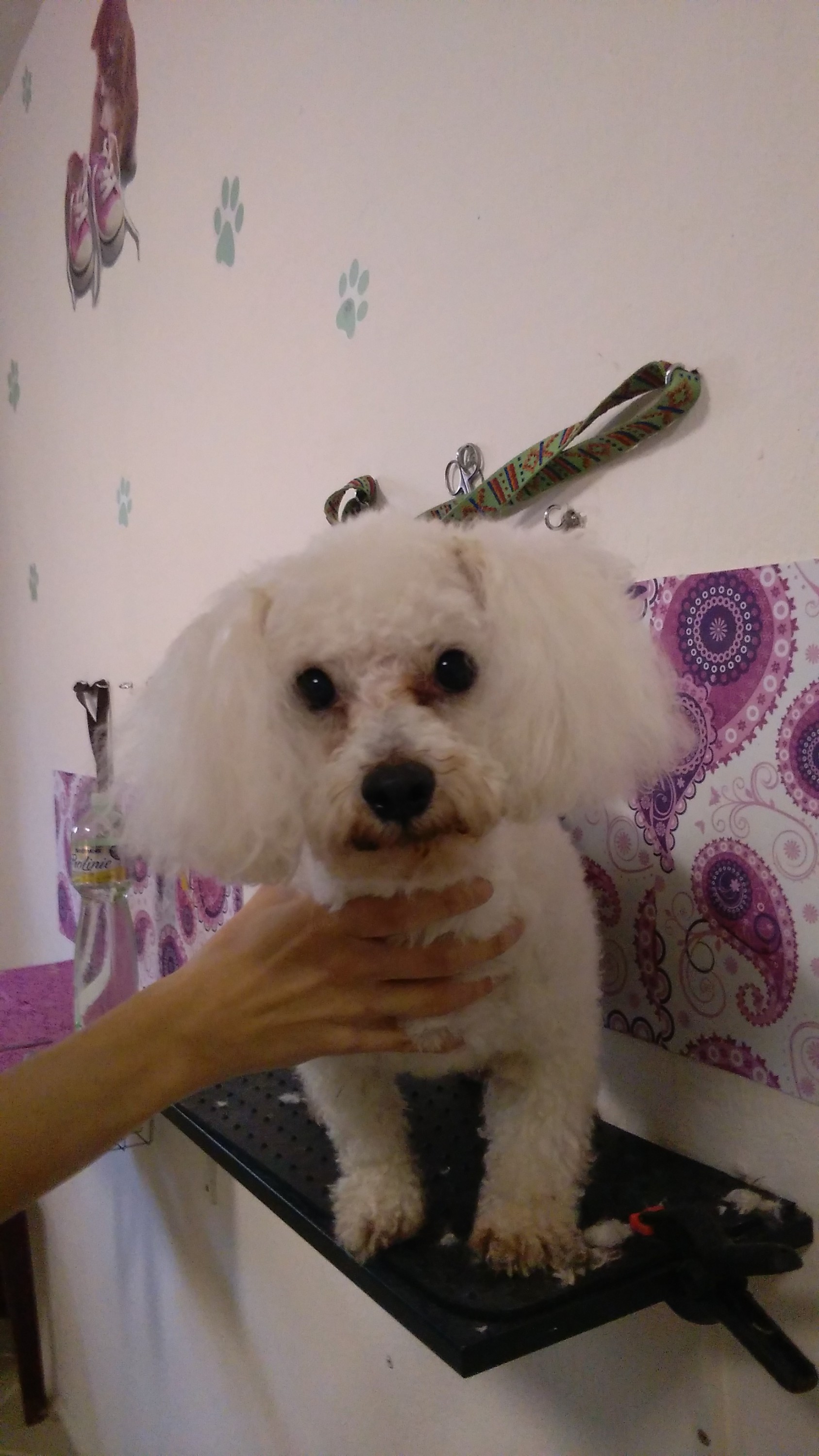 Psí salon Daisy MB foto 3