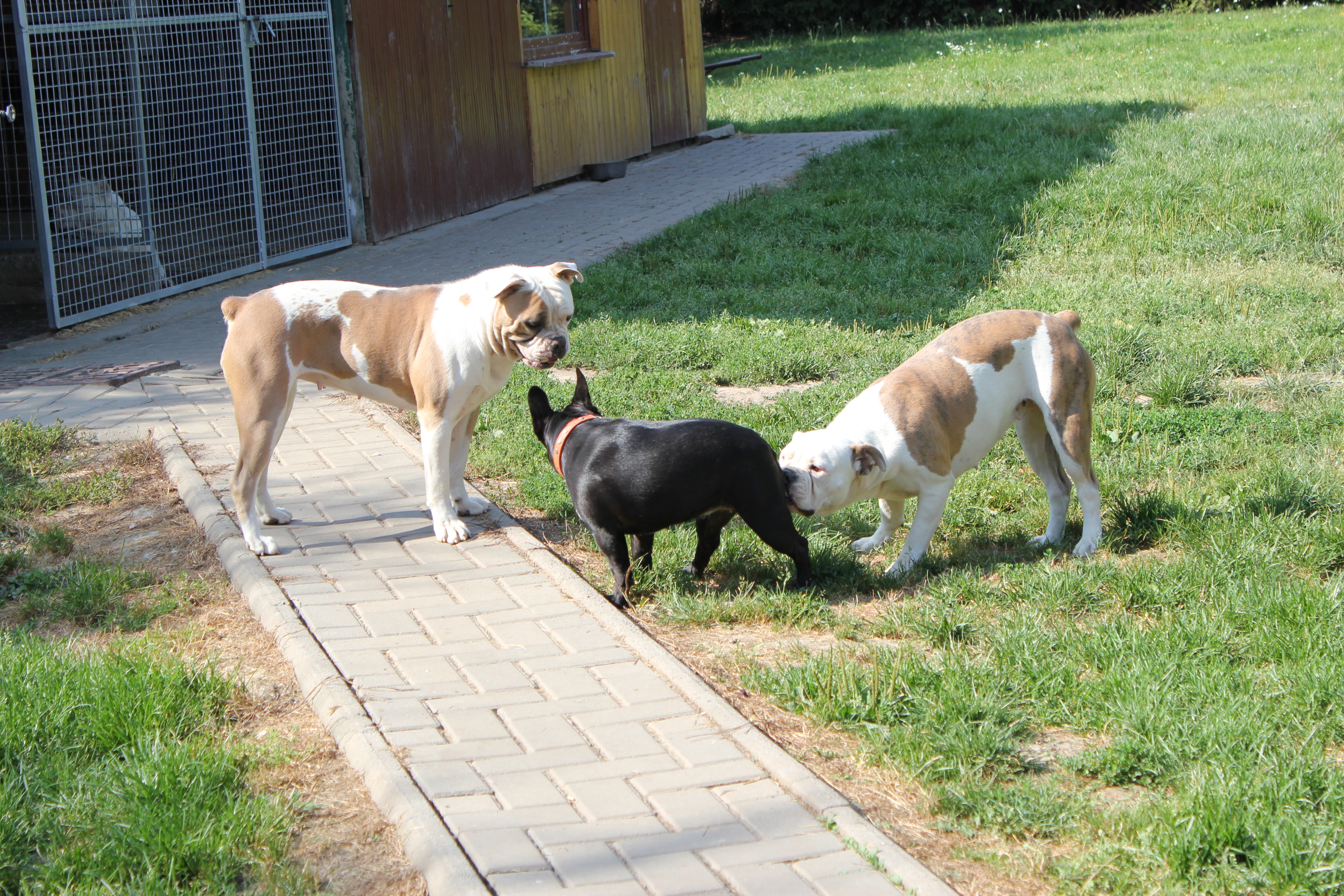 Chovná stanice Americký Buldok - Red Cock foto 2