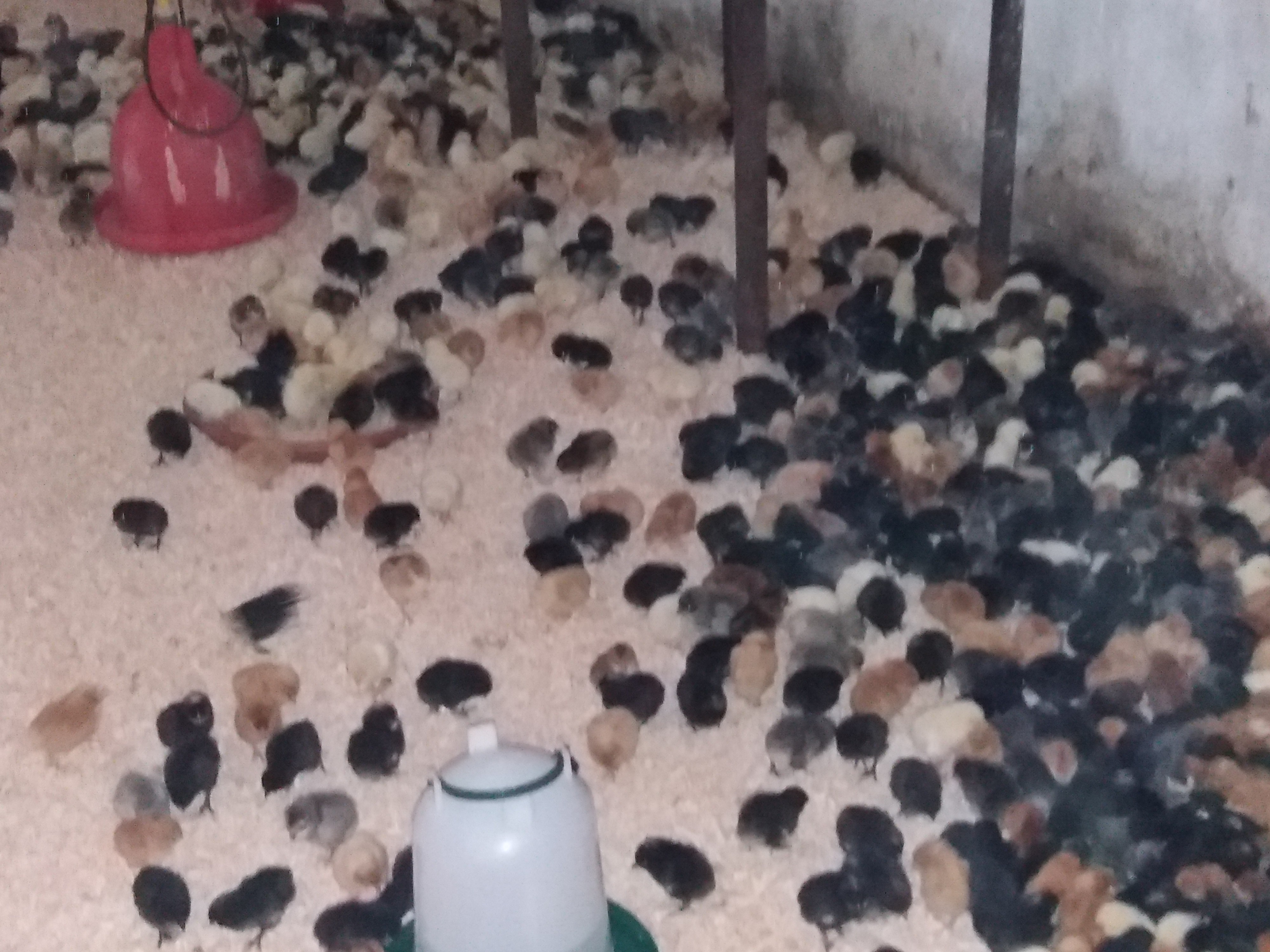 Martin Strnad prodej drůbeže foto 4