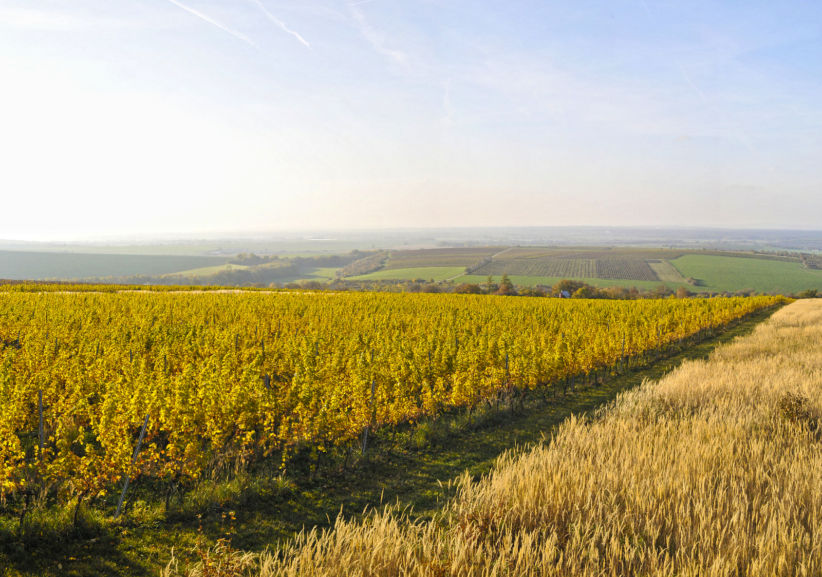 Vitis Strážnice foto 4