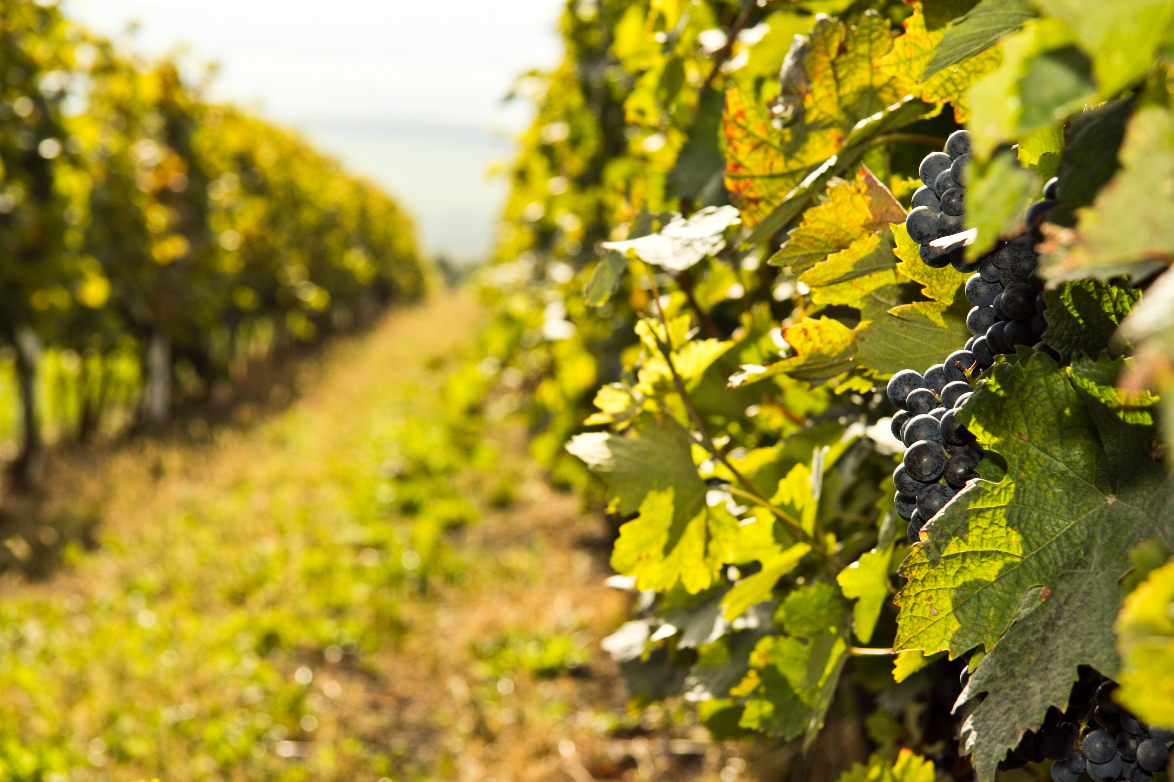 Vinotéka Víno Blatel foto 3