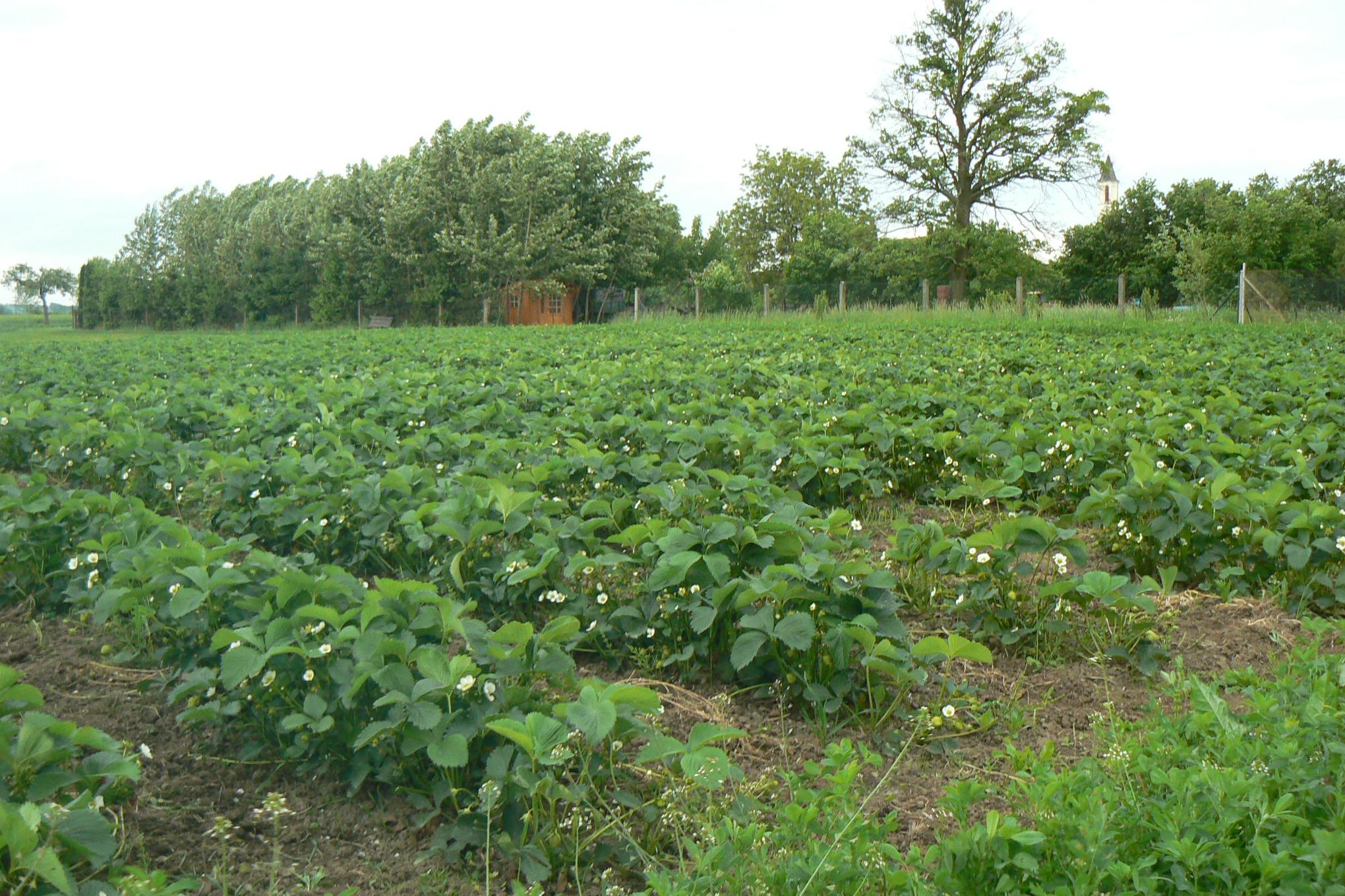 Farma Měšťánkovi