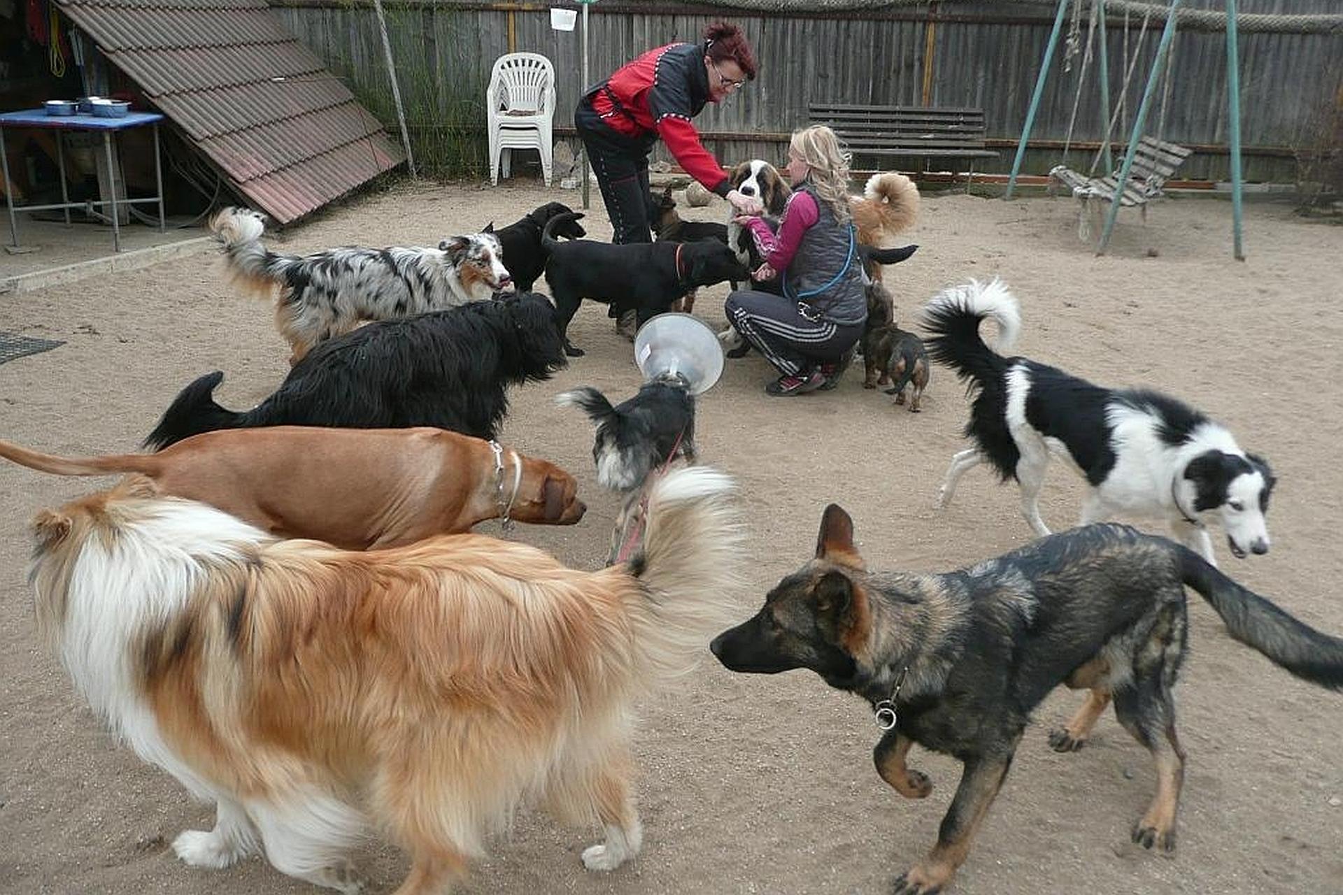 Psí škola Novaro - výchova a výcvik psů