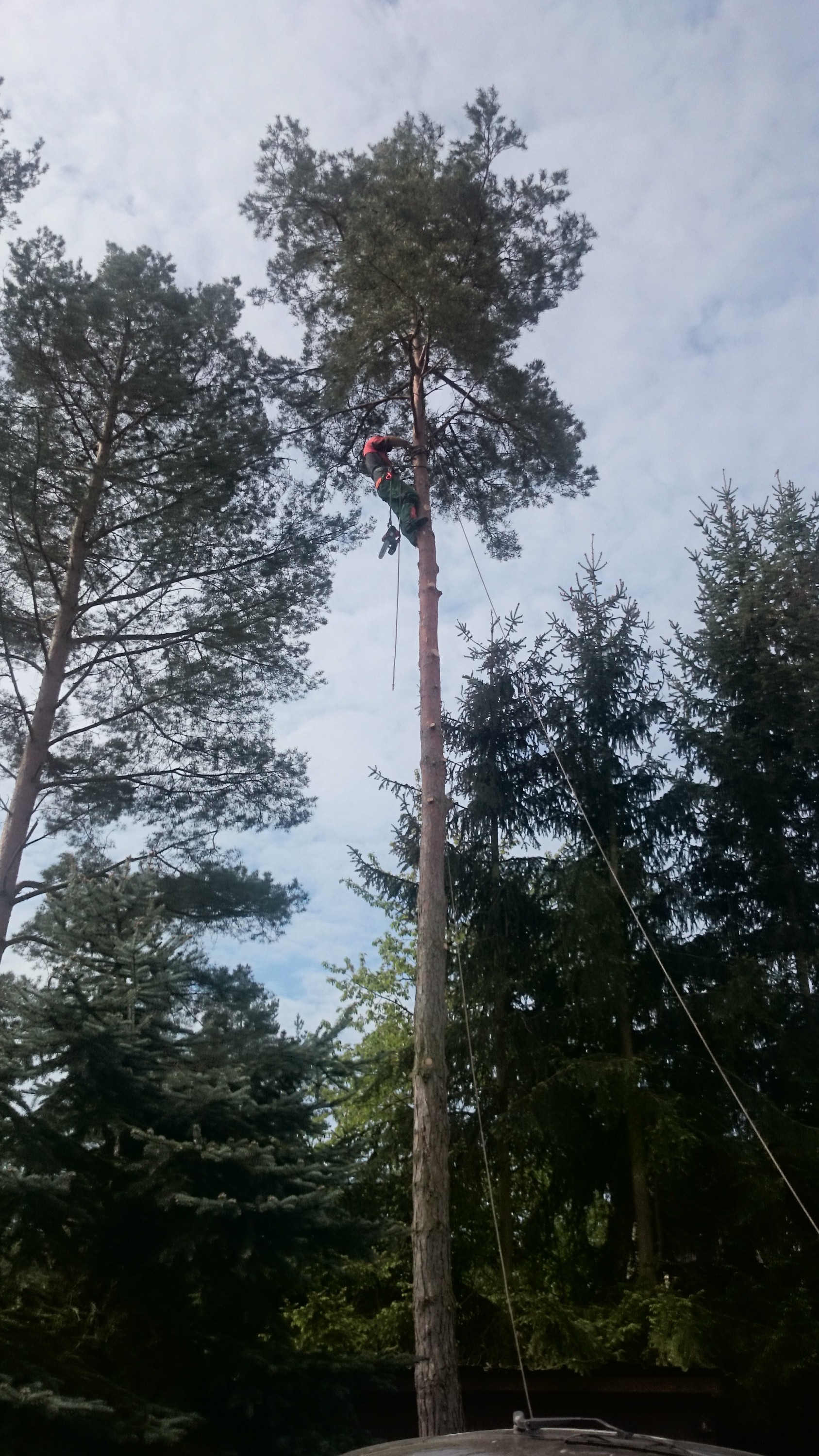 Bronislav Říčka - Rizikové kácení, údržba zeleně foto 3