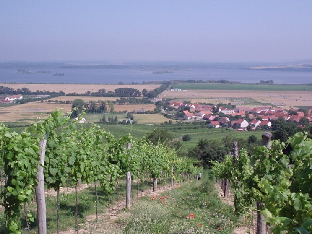 Víno Šimák foto 2