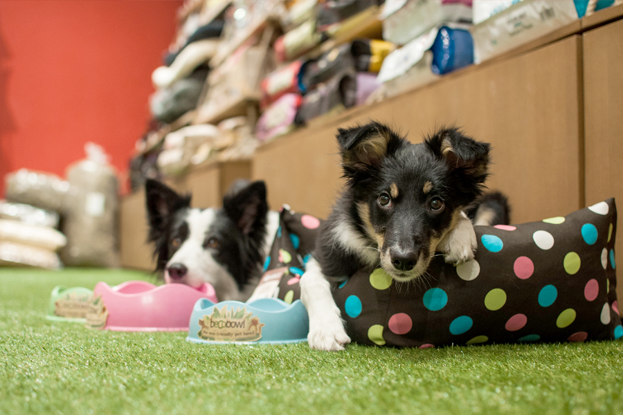 SpokojenyPes.cz foto 6