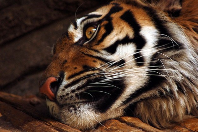 Zoo Brno a stanice zájmových činností foto 3