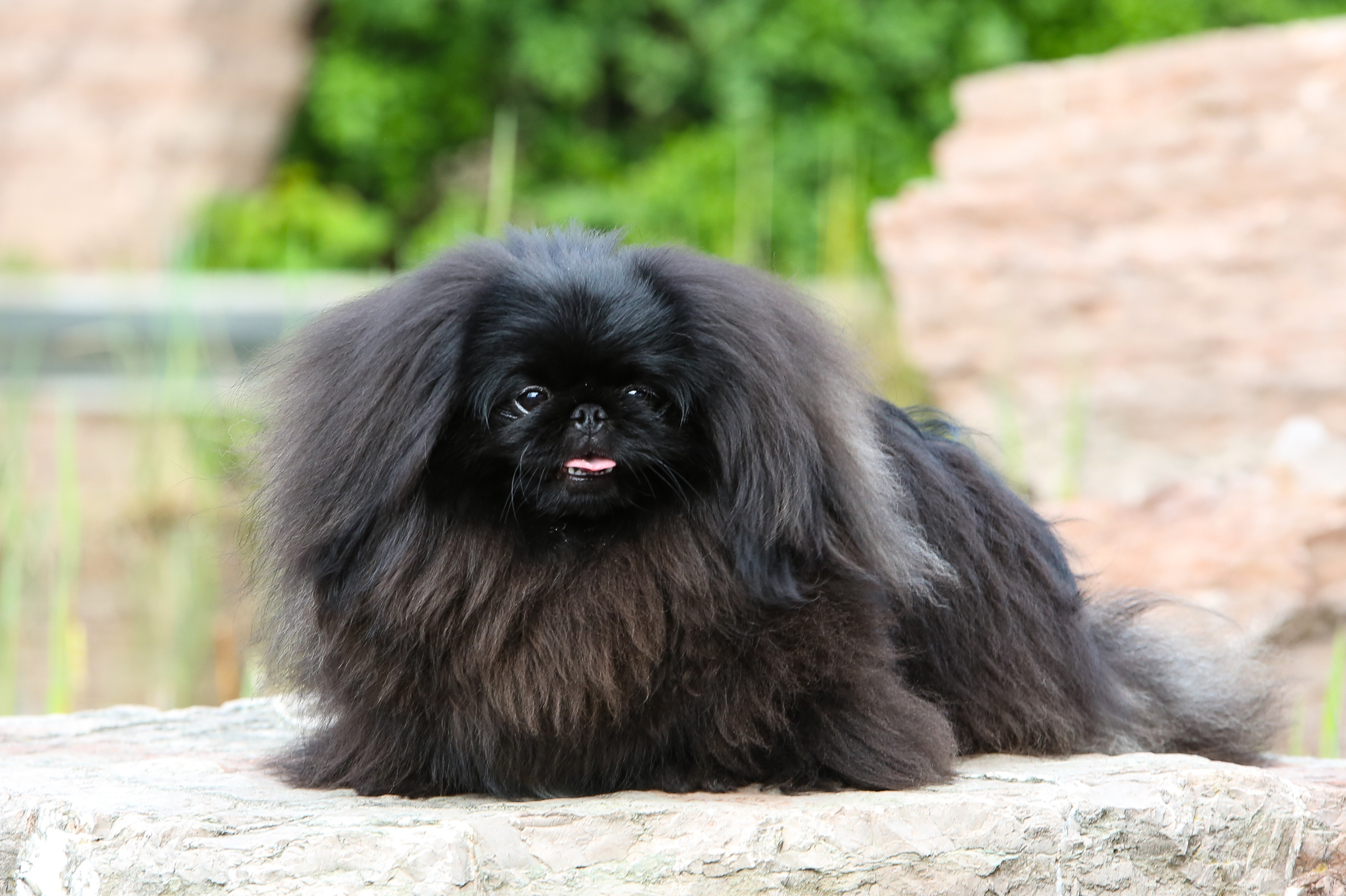 Kynologický spolek Hradec Králové foto 2