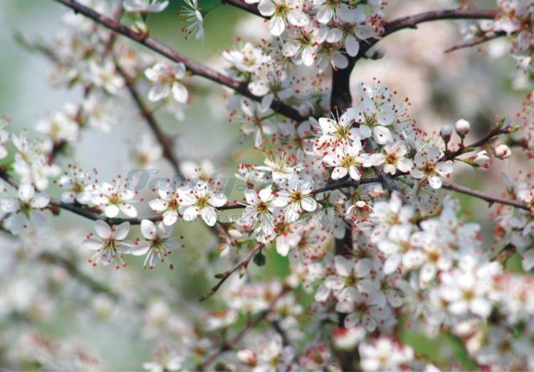 tapeta-dekorace.cz foto 4