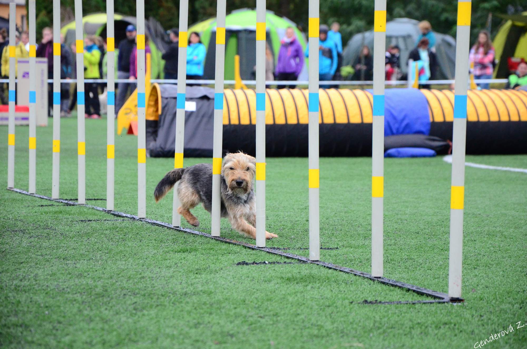 Julie Wohanková- výchova a trénink psů foto 3