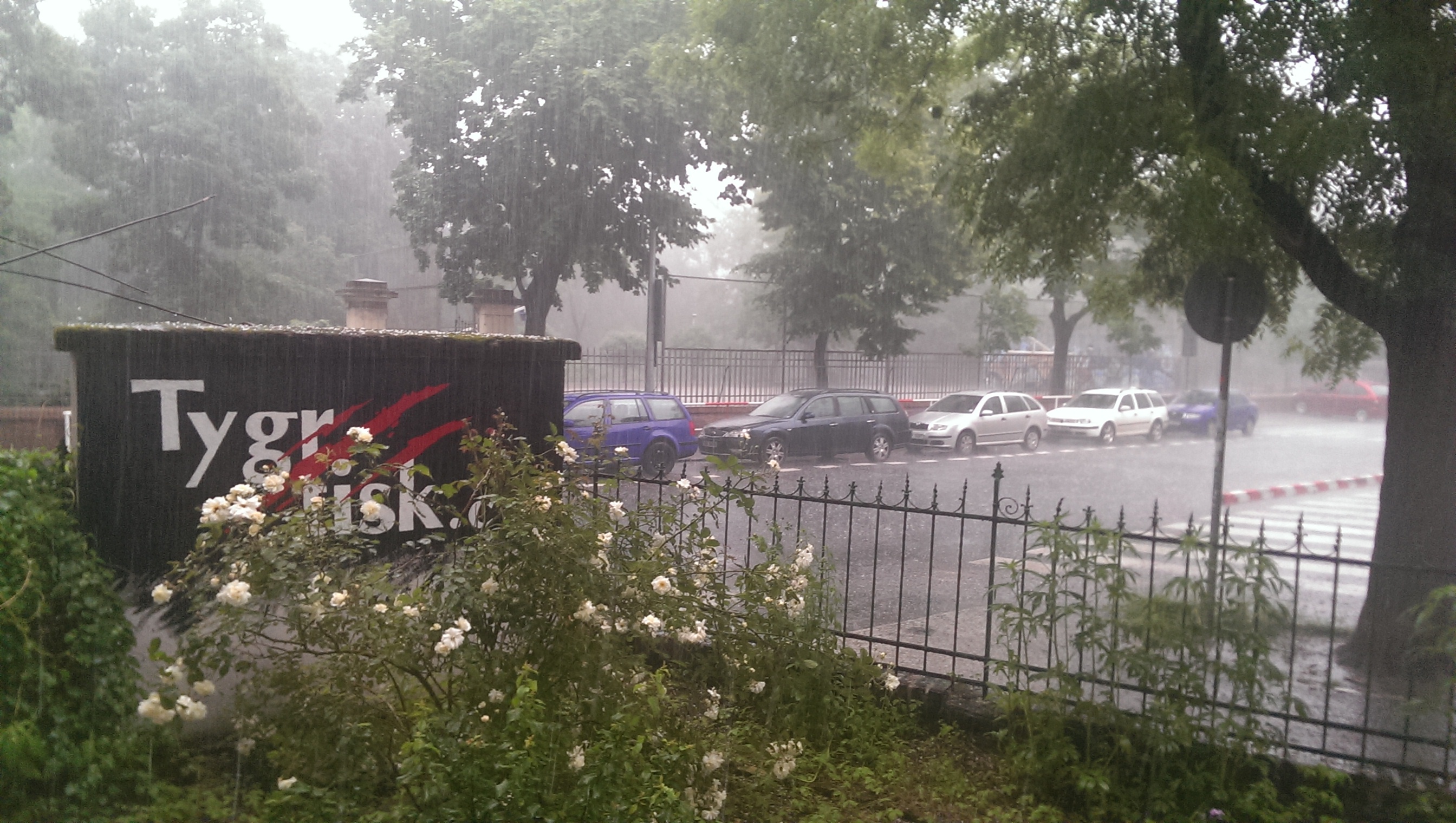 TYGR TISK foto 5