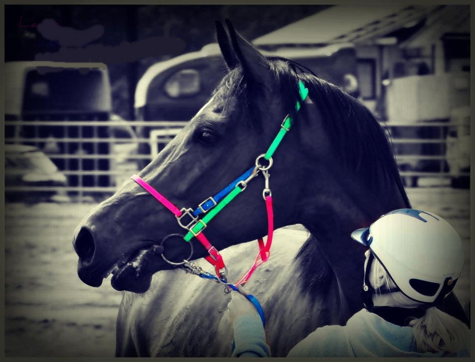 4horse.cz foto 4