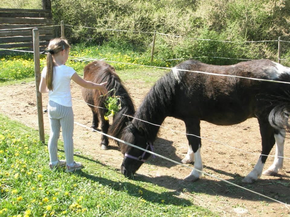 Jezdecká stáj SAM foto 3