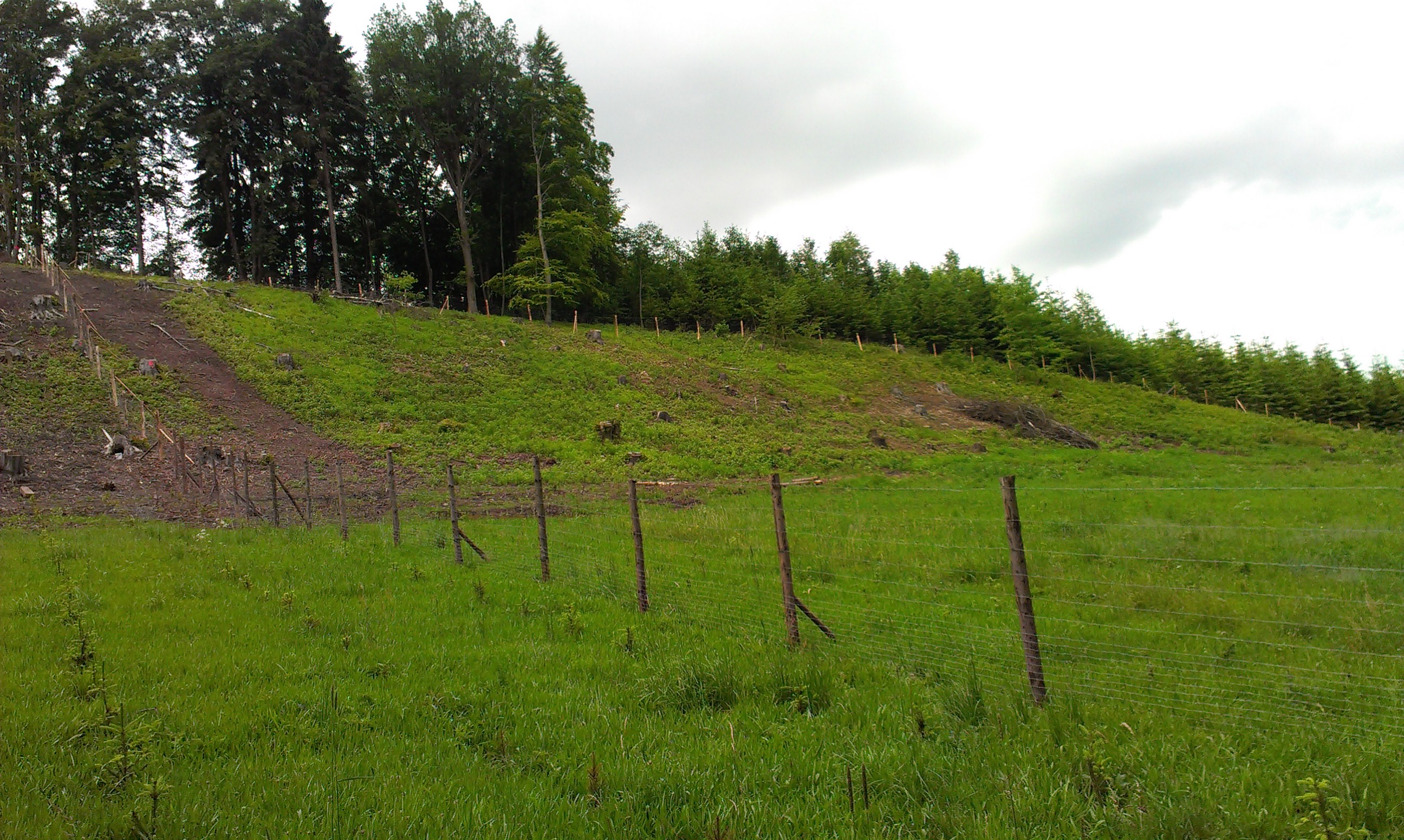 Lesní a zahradní služby Ladislav Pavlíček foto 2