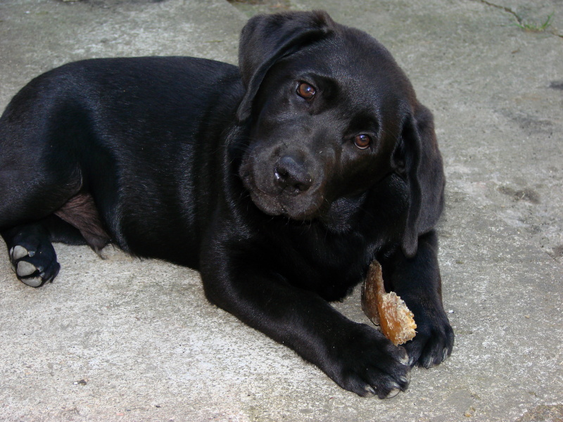 Chovatelská stanice Z bohyně lovu CS foto 2