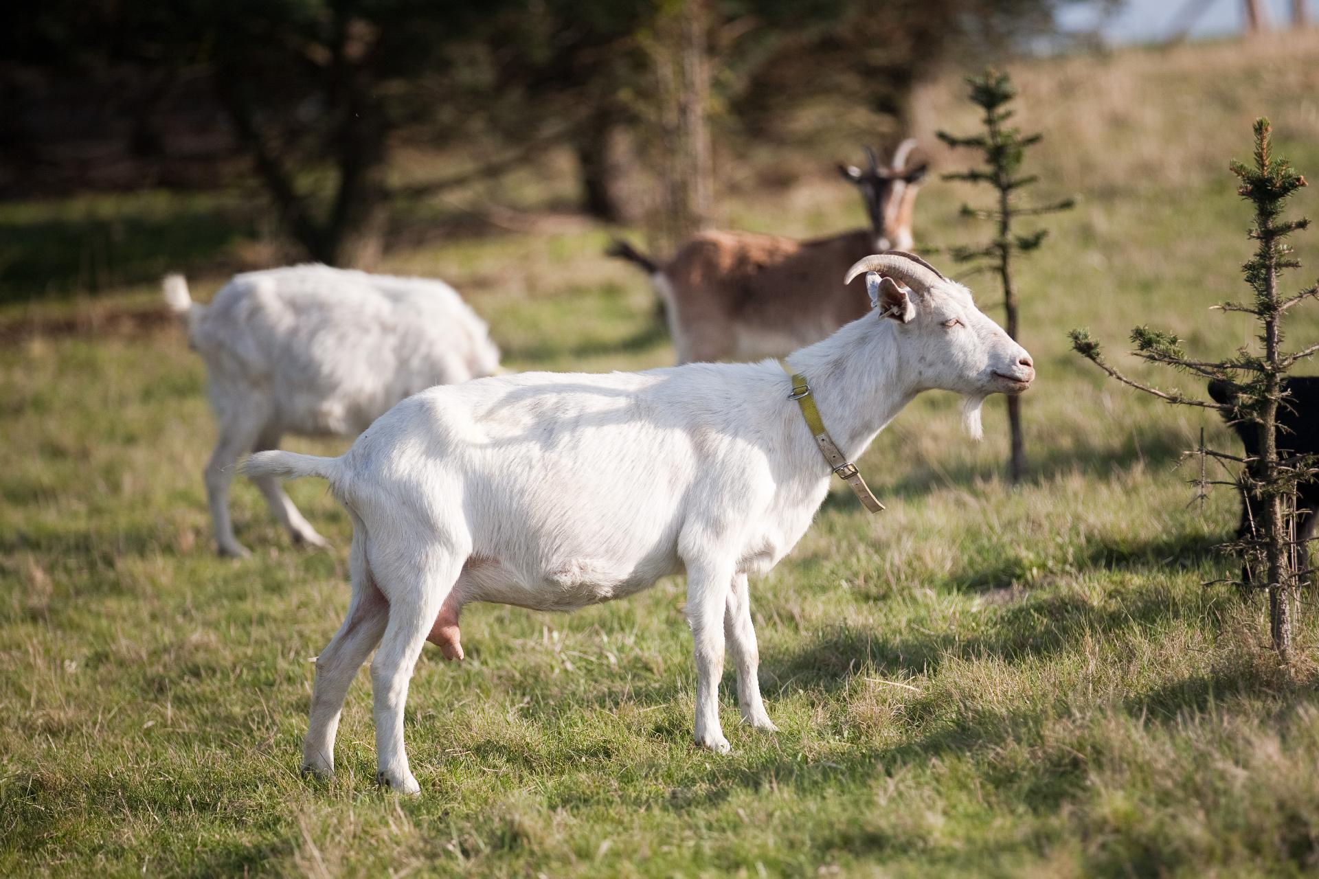 Kozí farma Úvalno - Šťastné kozy foto 4