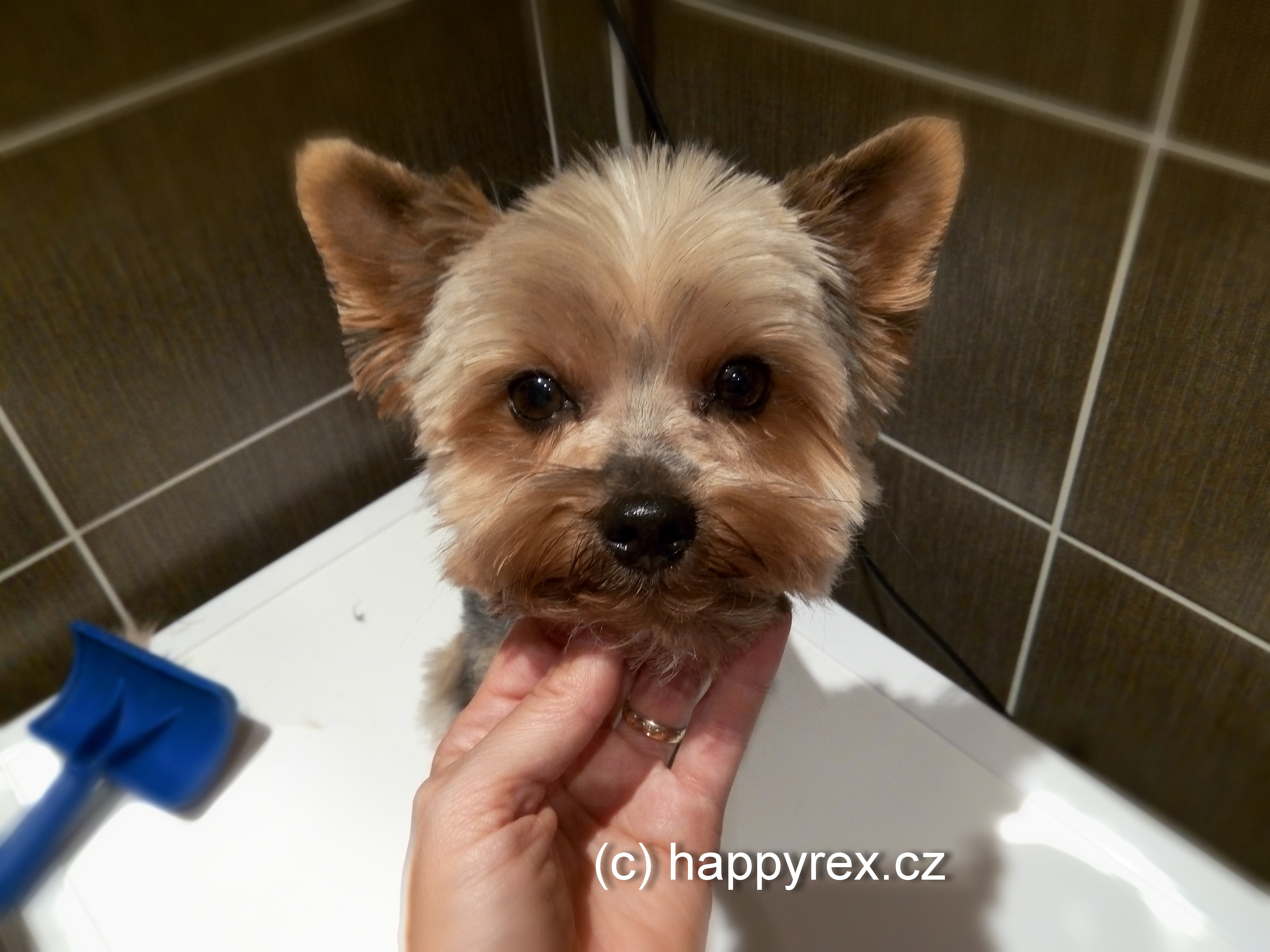 Happy Rex - Stříhání psů a koček Praha foto 1