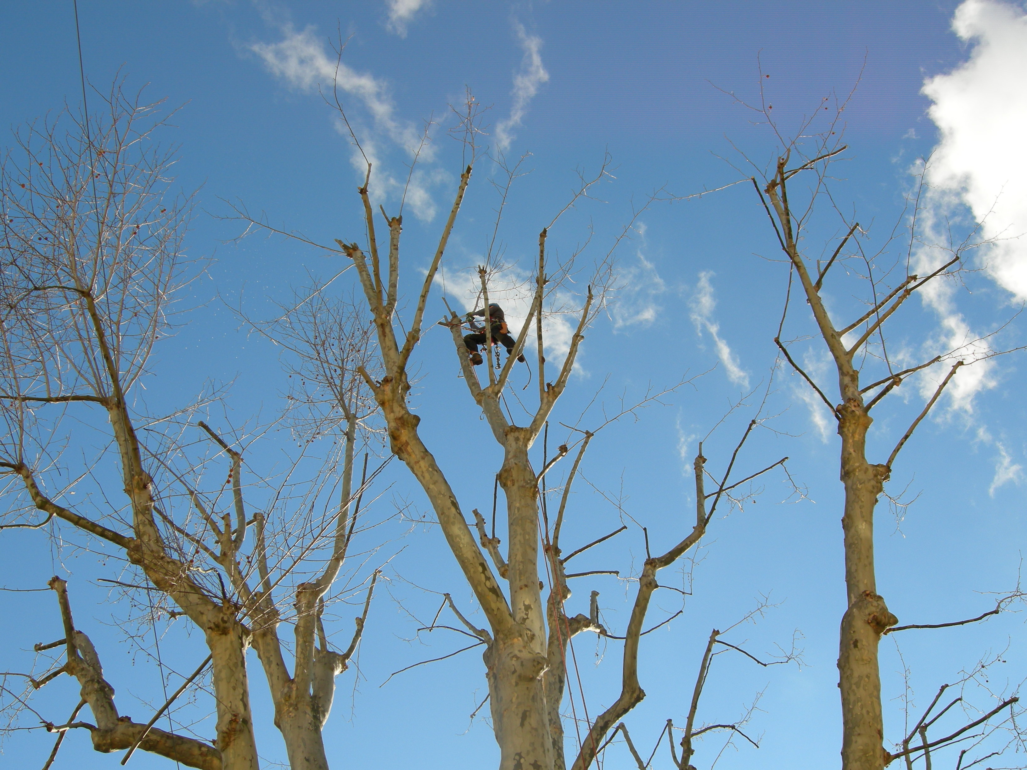 Treecare - stromolezectví, péče o stromy foto 5
