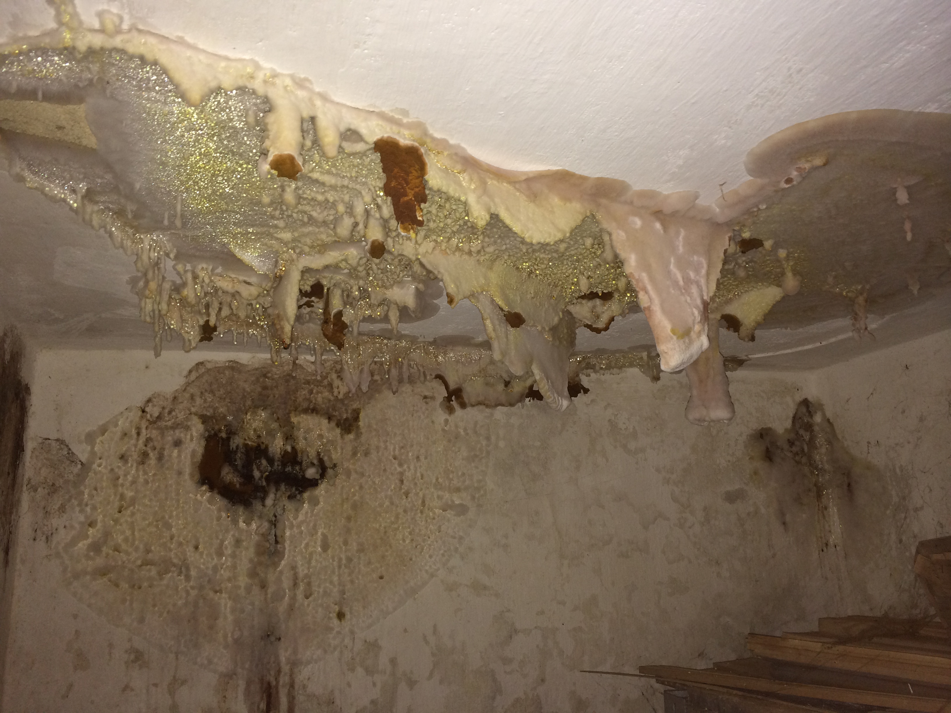 Eva Šulcová - Deratizace foto 2