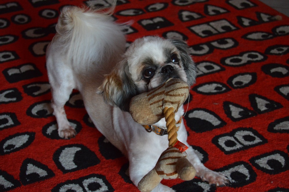 PetGrooming foto 3