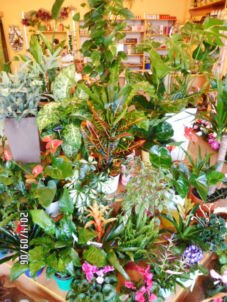 Květinářství Kristinka foto 2