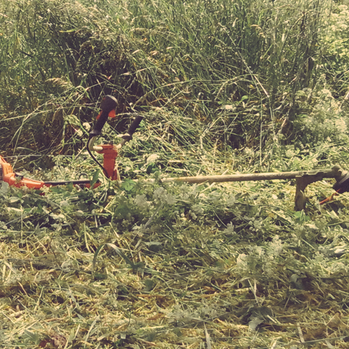 botani foto 3