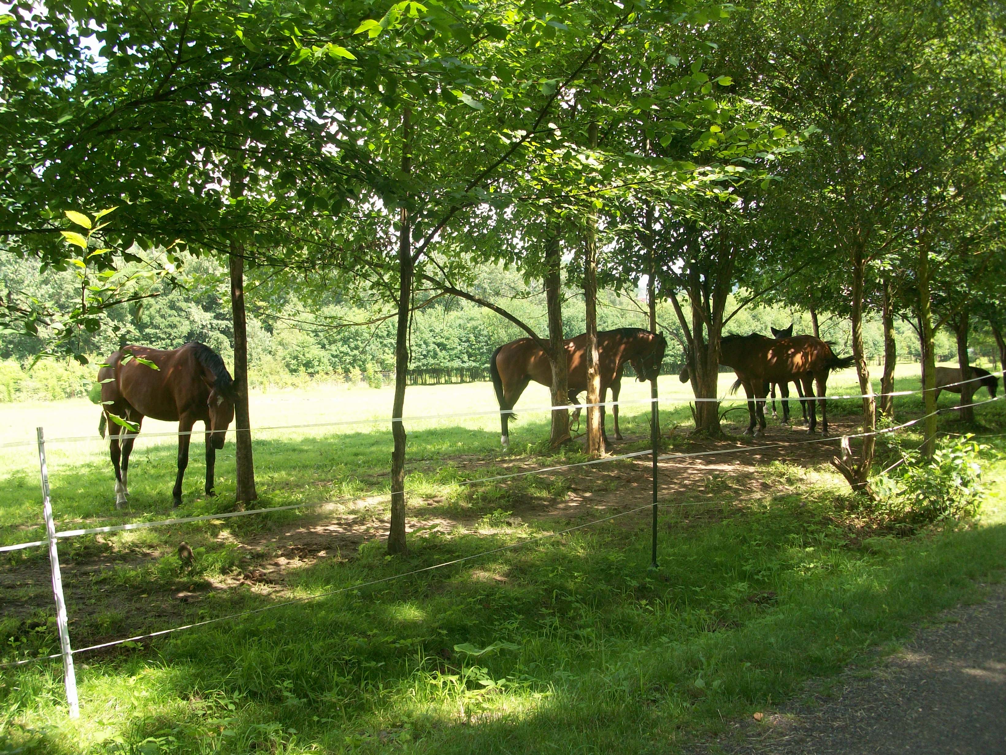 Jezdecký klub Větrný Ranč Rychnov foto 4