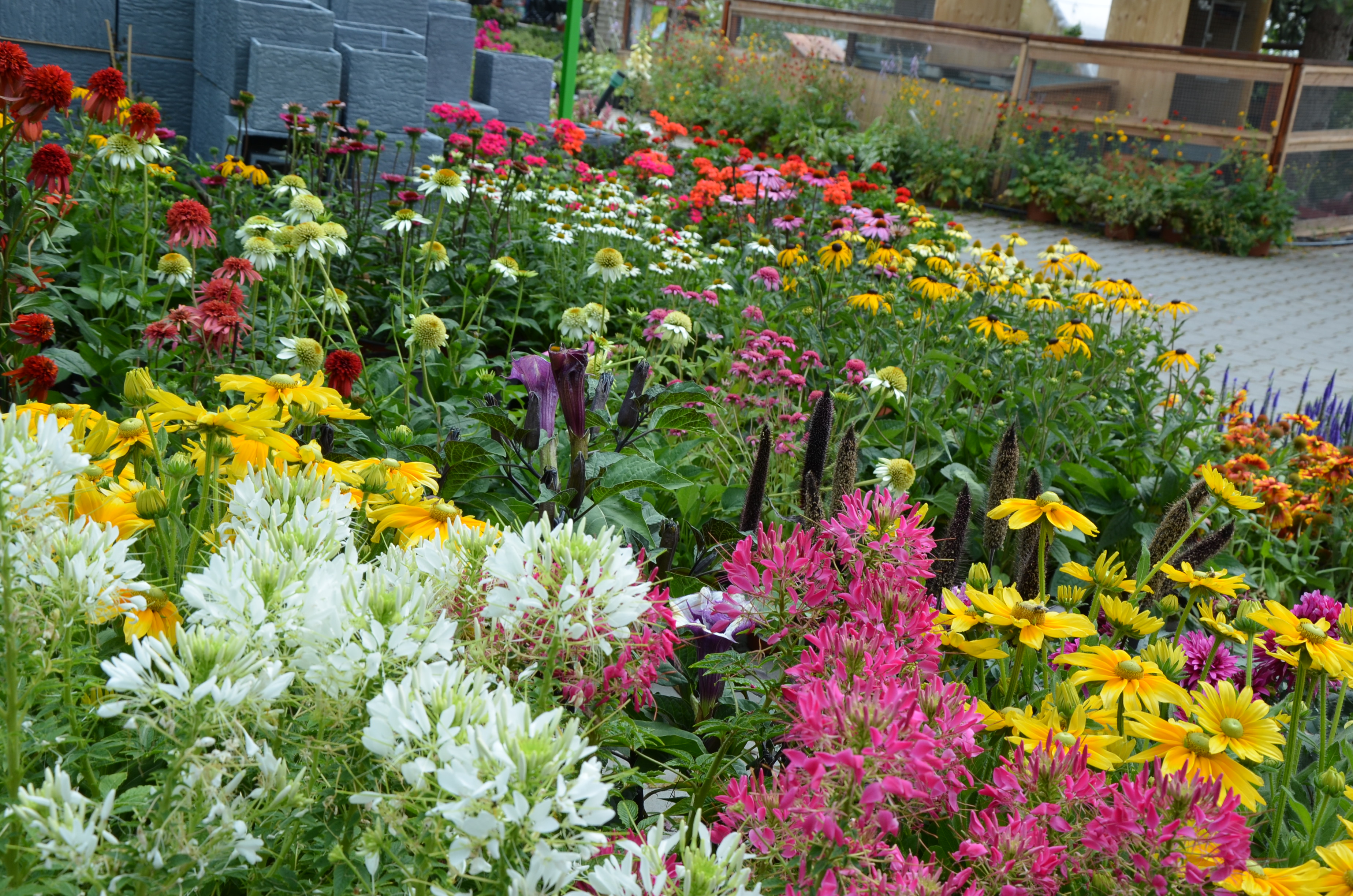 Zahradnictví u Kopřivů, s.r.o. foto 3