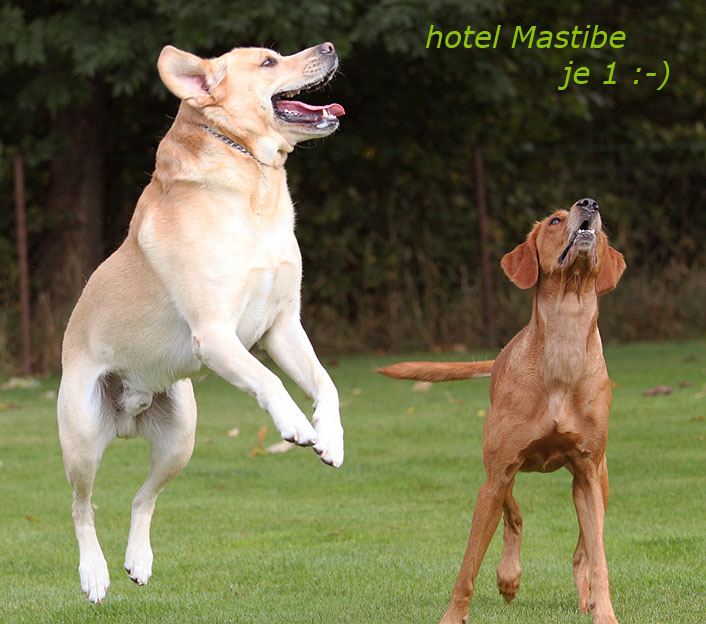 Hotel pro psy a kočky Mastibe foto 3