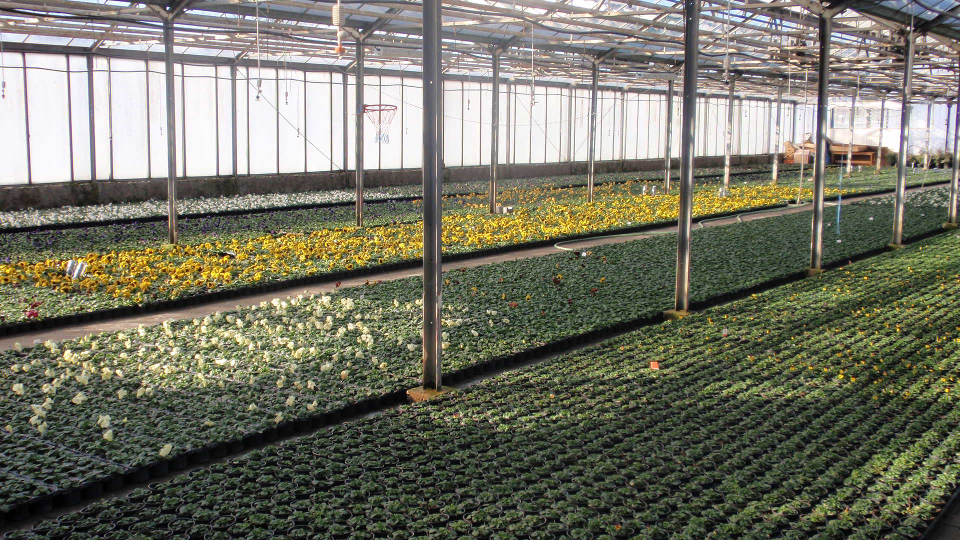 Zahradnictví Ludvík Lejdar foto 2