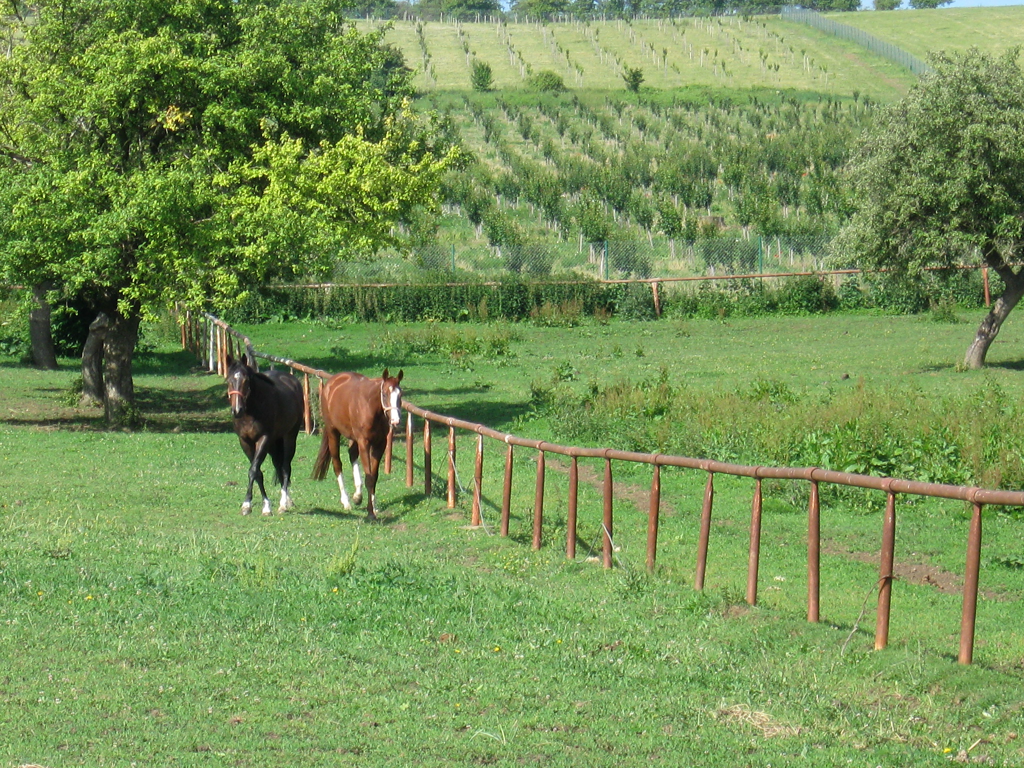 Farma koní Piruch foto 6