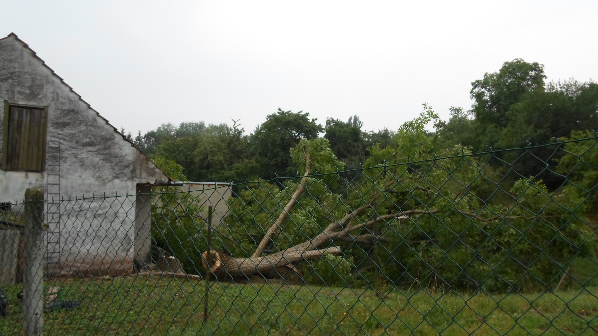 Rizikové kácení stromů - Bobr Hlodavec foto 3