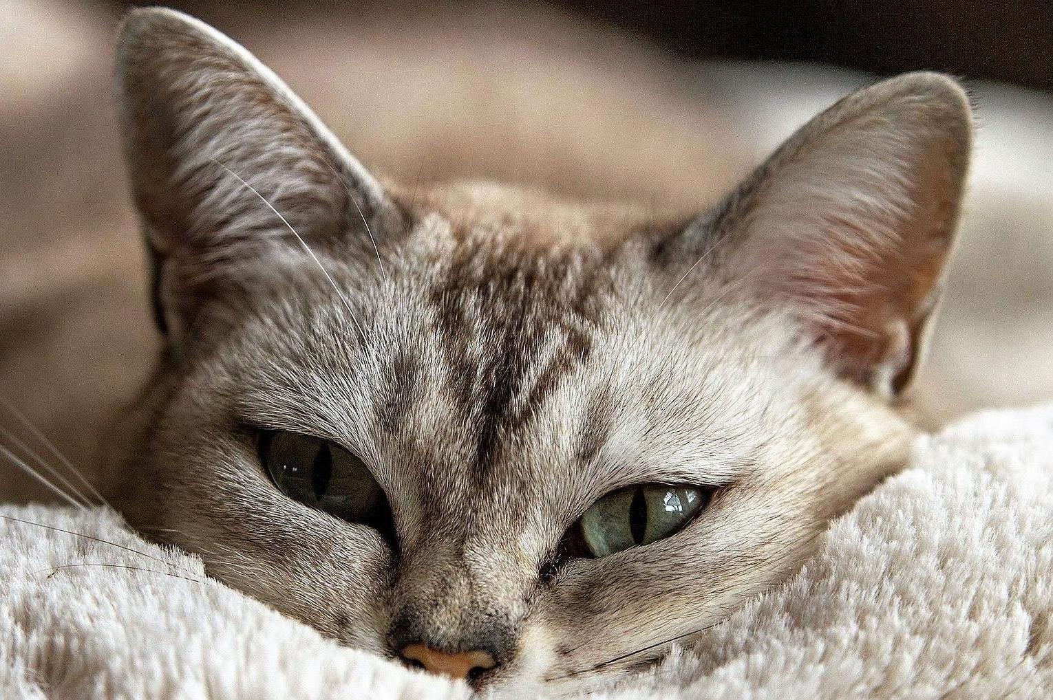 Hlídání koček Jana Kubíková foto 1