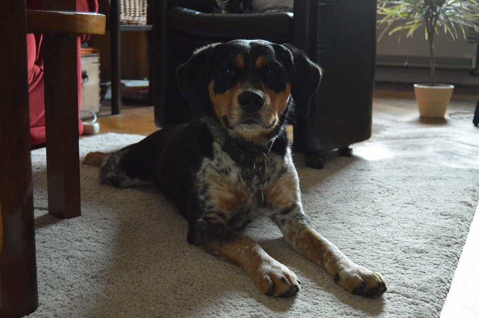 Canis cattus foto 6