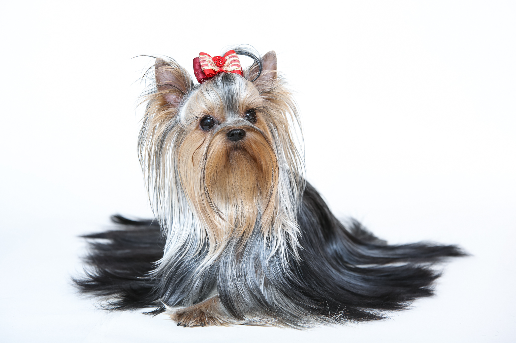 Kynologický spolek Hradec Králové foto 1