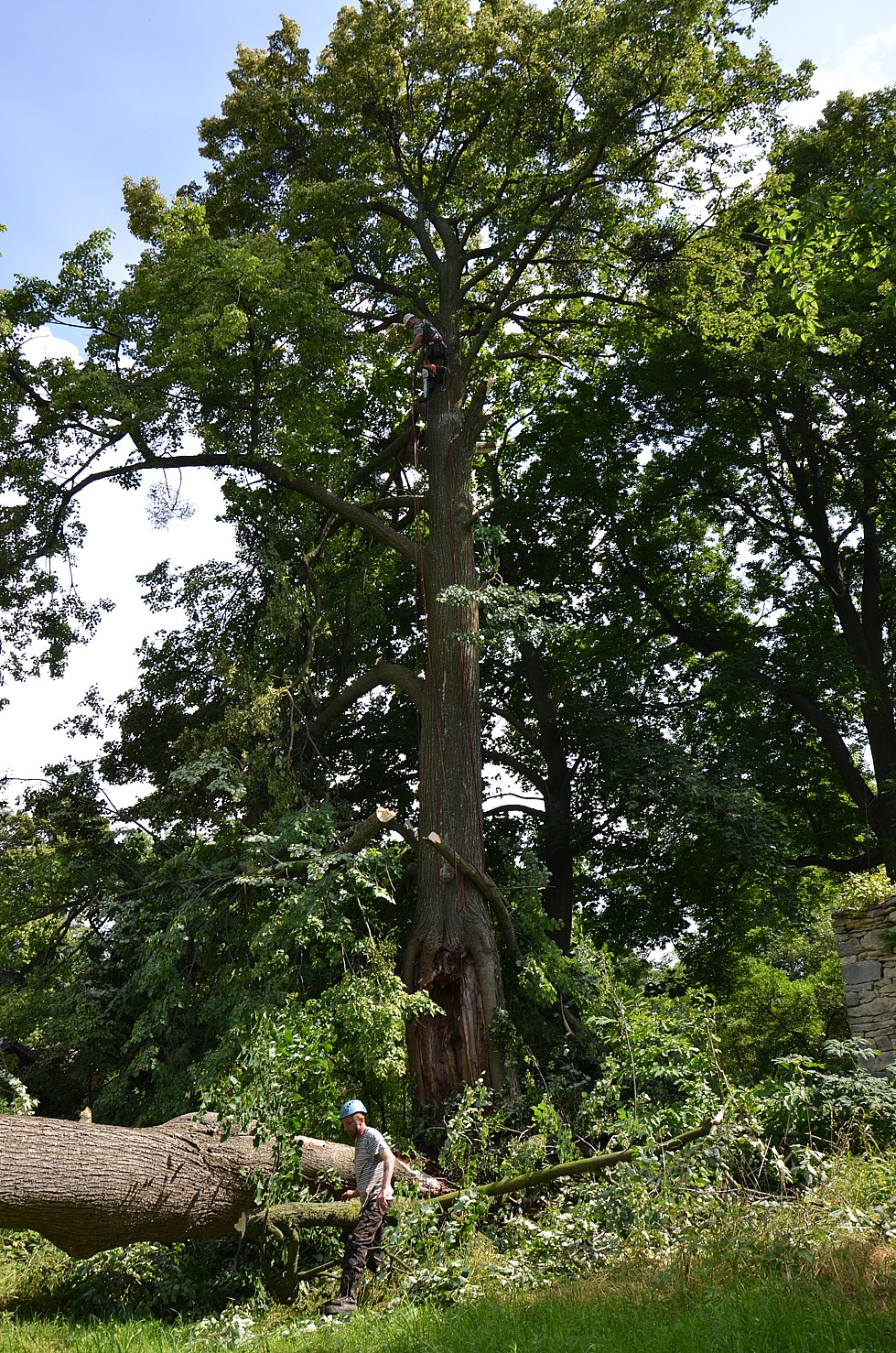 Rizikové kácení stromů - Bobr Hlodavec foto 2