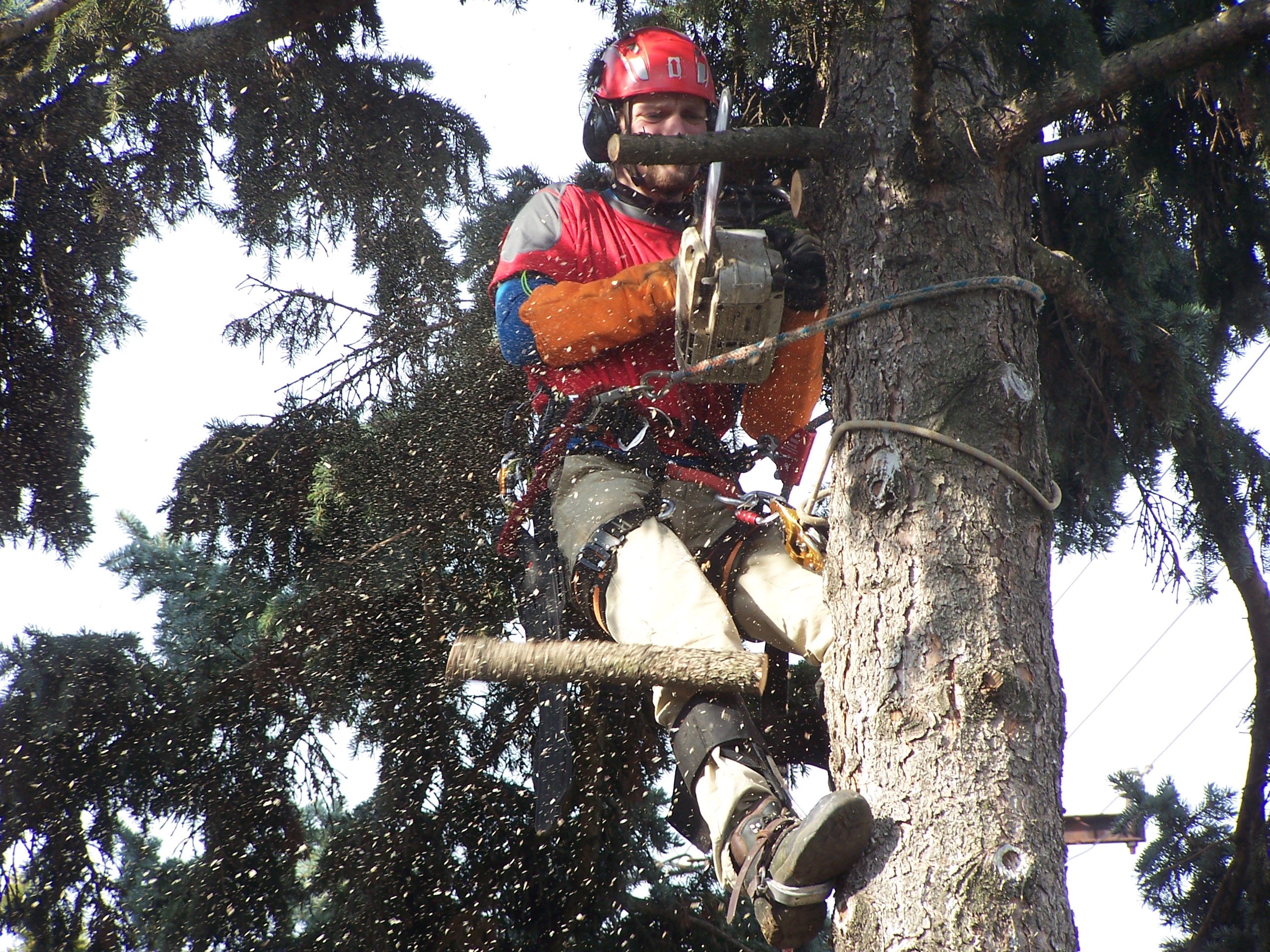 ARBORYS - Arboristika Ryšavý foto 6