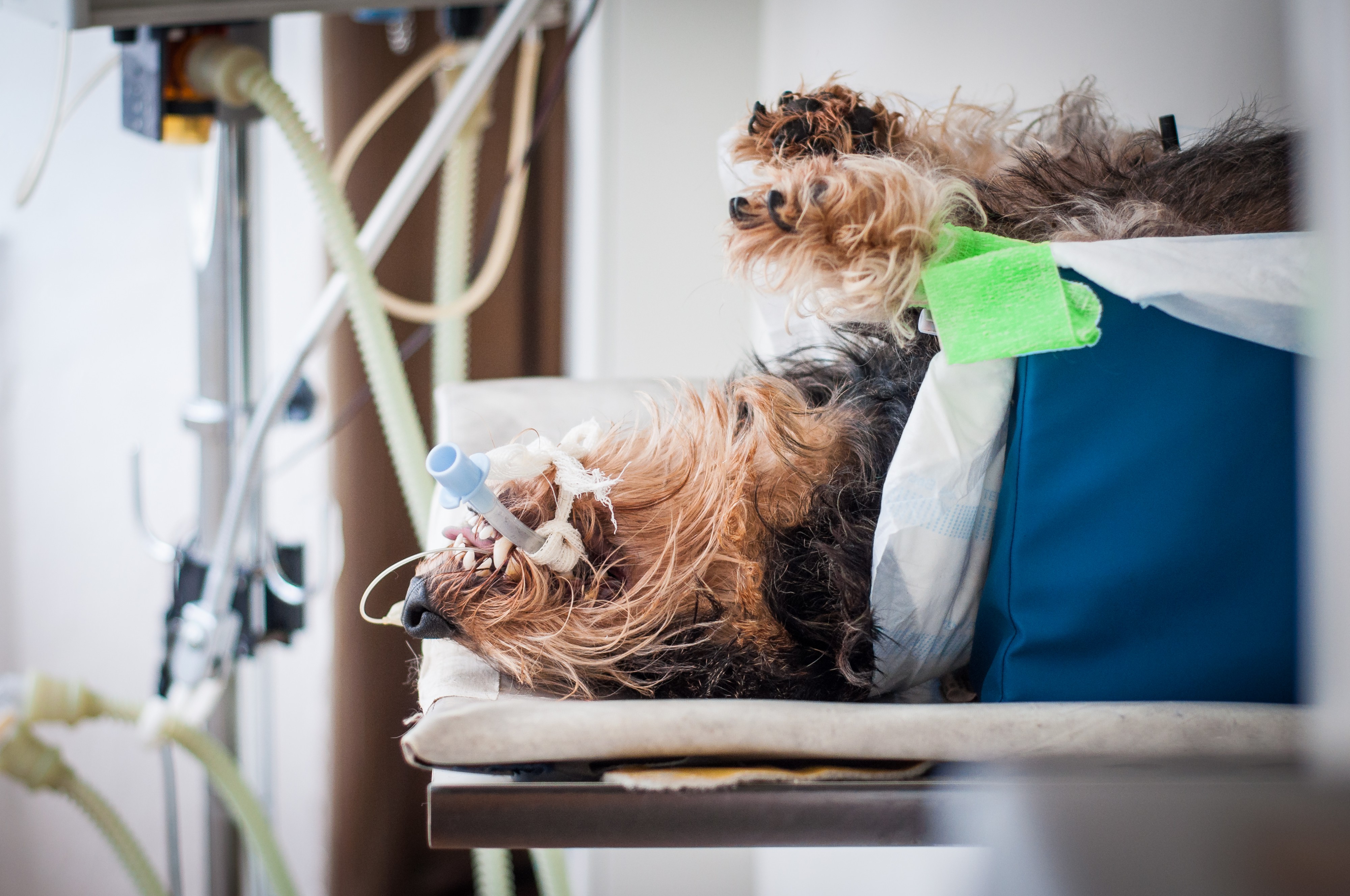 Veterinární nemocnice Brandýs – VetPark, MVDr. Dominik Vlach foto 4