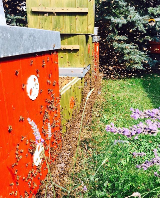 Petr Malý - Med Břežany foto 3