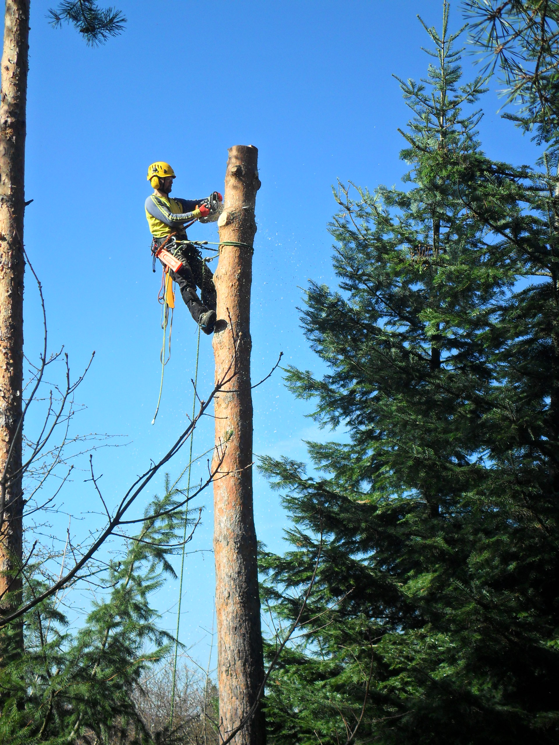 Arborista Martin Latiok - rizikové kácení stromů foto 6