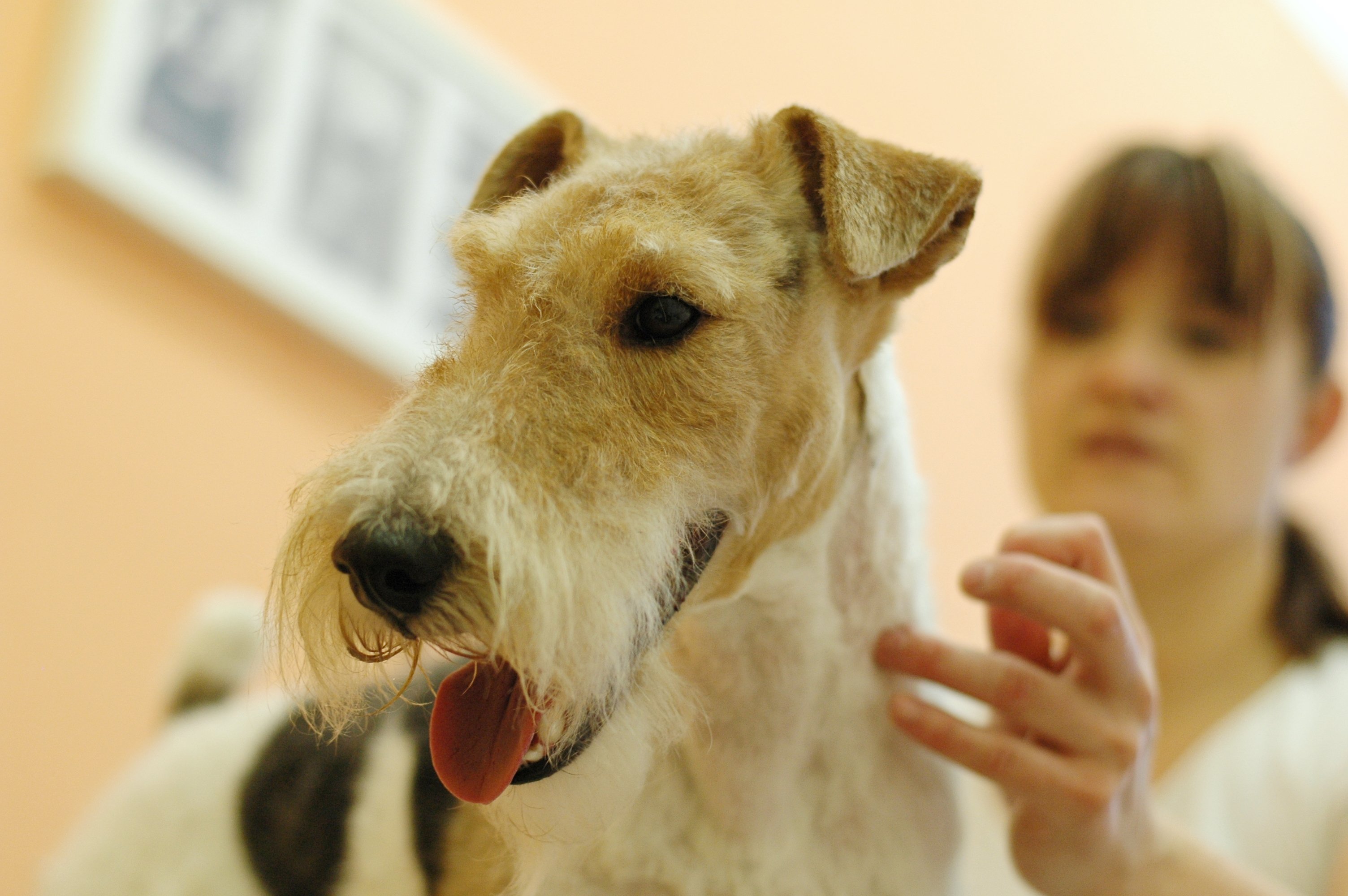 Psí salon Střihnu Psa foto 4