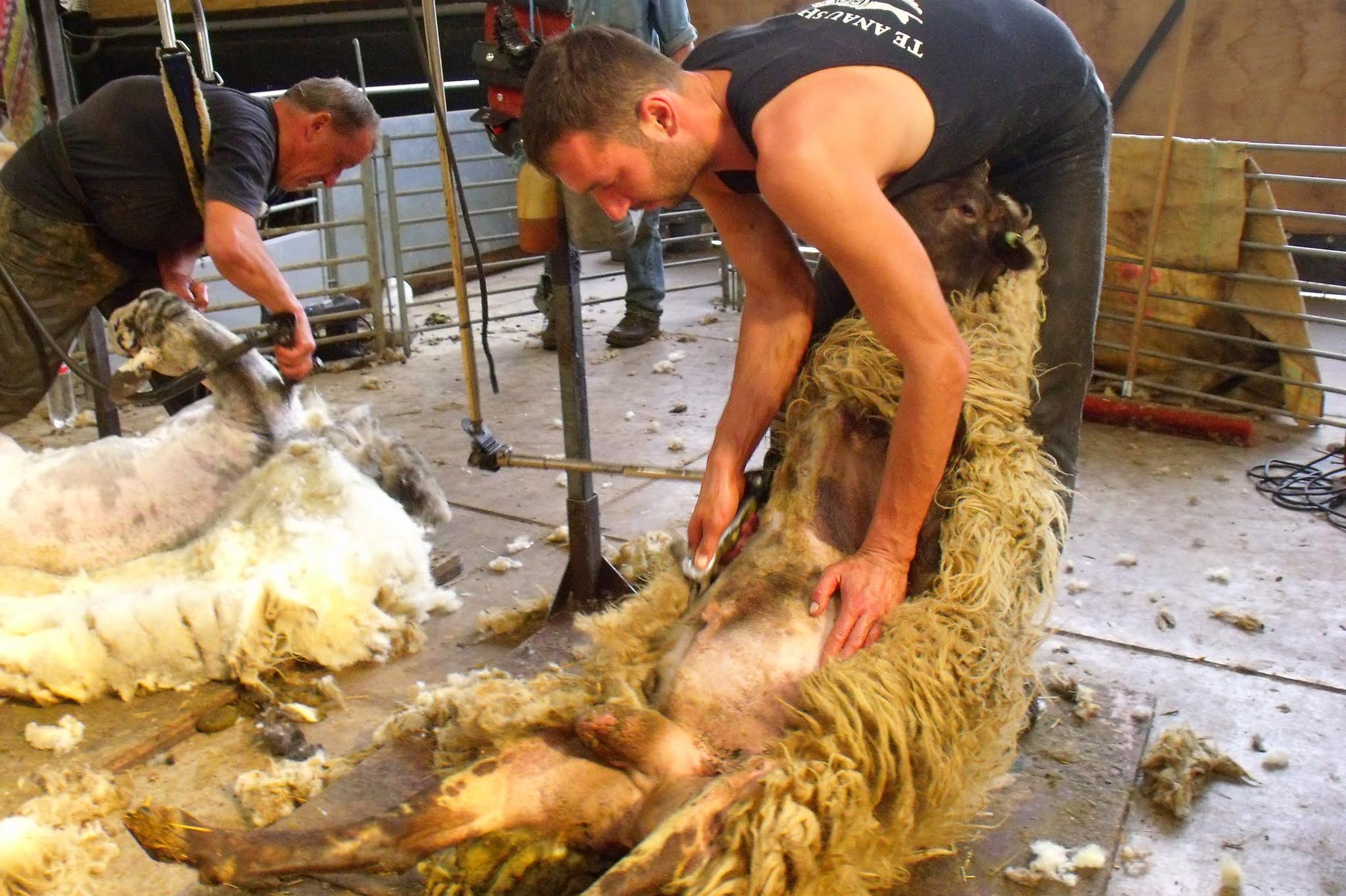 David Zdrha - střihač ovcí foto 1