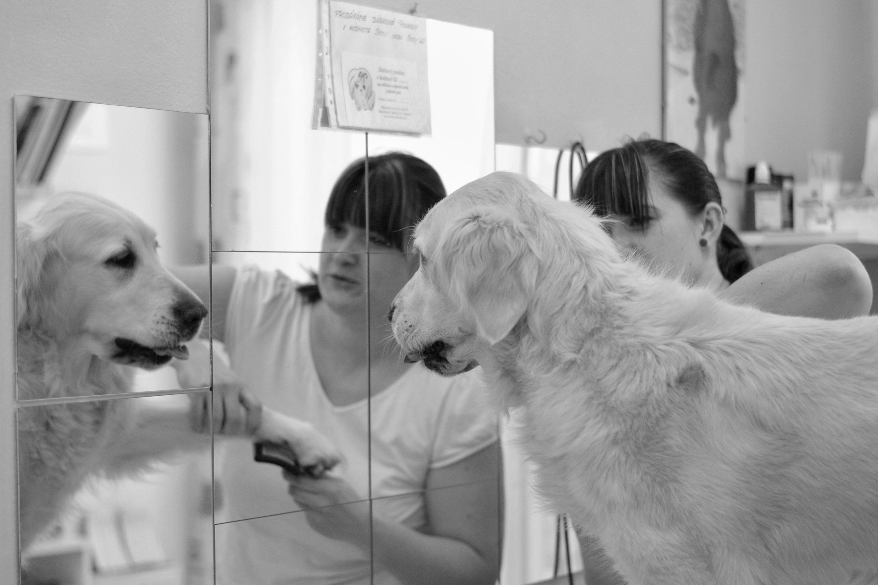 Psí salon Střihnu Psa foto 5